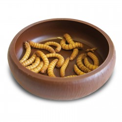 Miska na żywy pokarm Larwy / Owady karmowe | Komodo Mealworm Dish