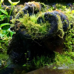 M - hydrolon Wacool Rainforest Cotton Hygrolon  żywa ścianka tło Terrarium Paludarium