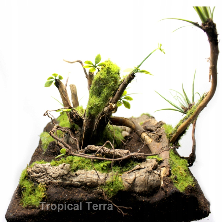 Ścianka tropikalna leśna na wymiar do Terrarium | Tropical Terra