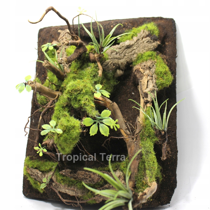 Ścianka tropikalna leśna na wymiar do Terrarium | Tropical Terra