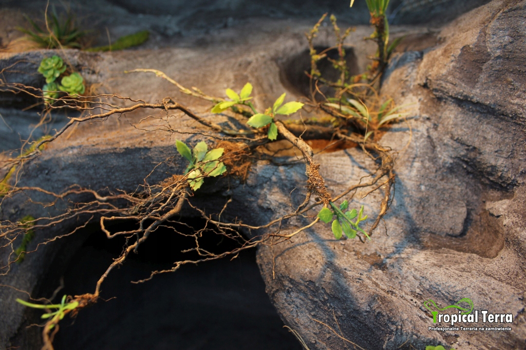 Mini Pnącze - roślina do dekoracji terrarium